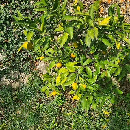 ヴィラ Ella オパティヤ