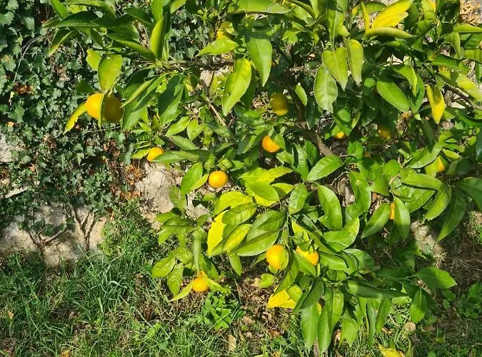 빌라 Ella 오파티아