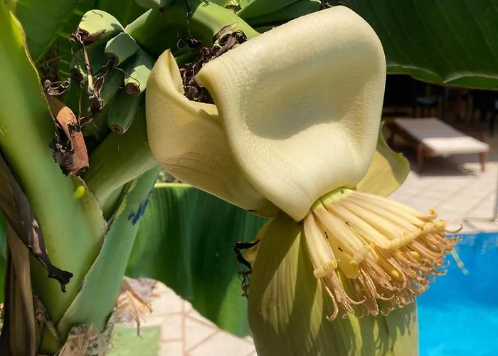 빌라 Ella 오파티아