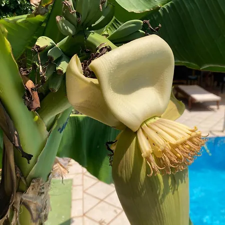 Вілла Ella Опатія